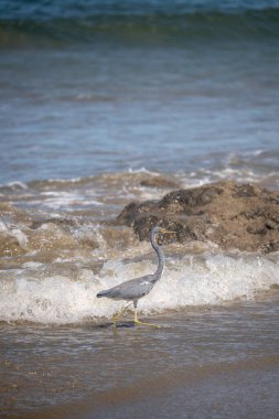Balıkçıl, dalgalarda yüzer.