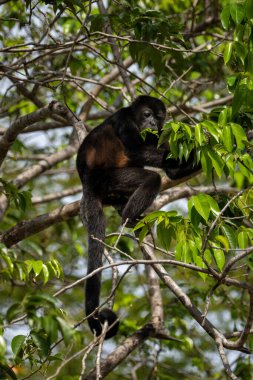 Siyah uluyan maymun ağaçta oturup yaprak yiyor..
