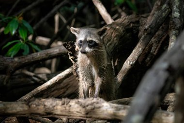 Bir rakun ağaç dalları arasında oturur, tetikte bakar..