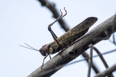 Büyük bir çekirge çıplak bir ağaç dalına tutunur..