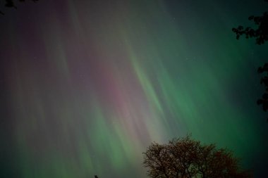 Yeşil ve mor aurora borealis çizgileri gece gökyüzünde dans ediyor, yıldızlarla süslenmiş, siluetli ağaçlarla çerçevelenmiş..