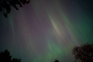 Gece gökyüzü aurora borealis ile doludur, siluetli ağaçların arasından görülür..
