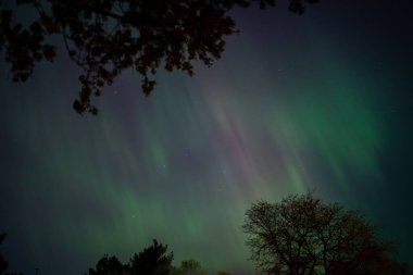 Gece gökyüzü yeşil ve mor aurora borealis ile dolu, siluetli ağaçlarla çerçevelenmiş.