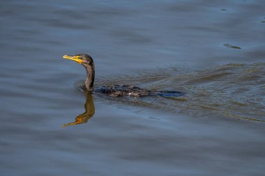 Bir karabatak sakin suda yüzer, yansıması aşağıda görünür..