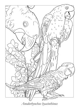 Ağacın dallarında iki papağan.