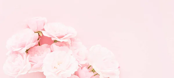분홍색 배경에 분홍색 장미가 있습니다 엄마들의 발렌틴의 축하의 인사말 원문을 — 스톡 사진