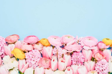 Mavi arka planda pembe ranunculus, laleler ve sümbüllerin sınırı. Anneler Günü, Sevgililer Günü, doğum günü konsepti. Üst görünüm, metin için boşluk kopyala