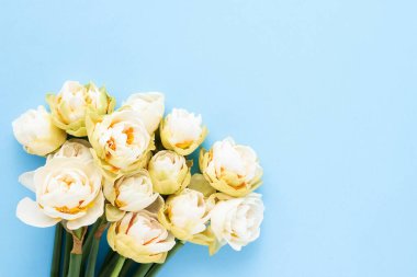 Narcissus flowers on a light blue background. Mothers Day, Valentines Day, birthday celebration concept. Copy space for text. Soft focus