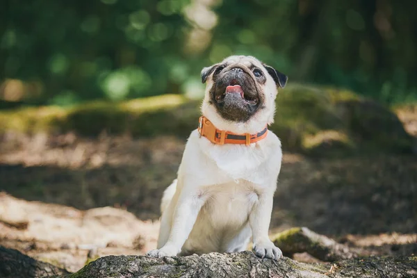 Pug dog stands leaning on a tree trunk. Pug walking in the forest
