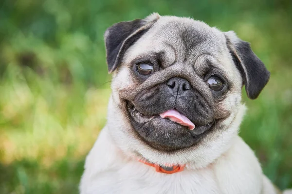 Χαριτωμένο Pug Dog Πορτρέτο Πράσινο Φόντο Γρασίδι Εικόνα Αρχείου