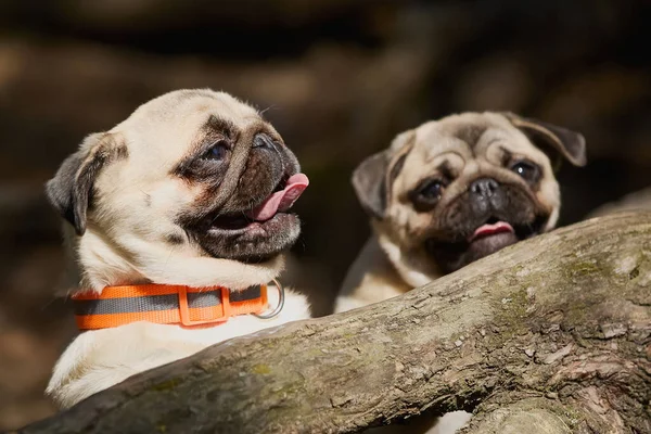 Δύο Νεαρά Σκυλάκια Παίζουν Στο Δάσος Επιλογή Εστίασης Κοντινό Πλάνο Royalty Free Εικόνες Αρχείου