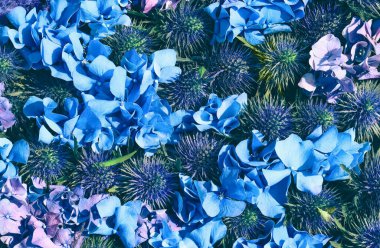 Güzel çiçek arkaplanı. Echinops ve Blue Hydrangea, Hydrangea makrophylla, veya Hortensia çiçek arka planı. Üst görünüm