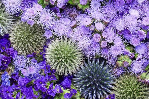 Fundo Flores Verdes Violetas Vista Superior — Fotografia de Stock