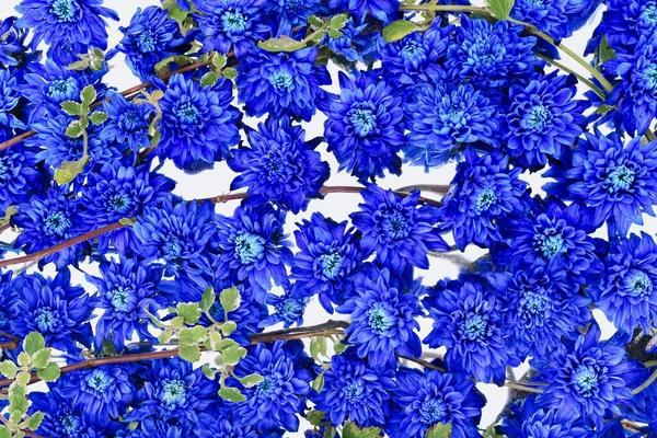 Διακόσμηση Μπλε Λουλουδιών Μπλε Χρυσάνθεμο Φόντο Στο Πάνω Μέρος Ευχετήρια — Φωτογραφία Αρχείου