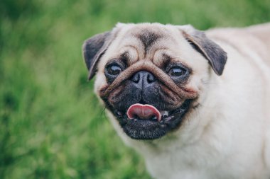 Yeşil çim arka planda sevimli köpek portresi. Boşluğu kopyala