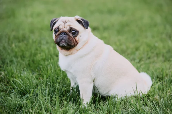 Yeşil çim arka planda oturan sevimli pug dog ve kameraya bakıyor. Boşluğu kopyala