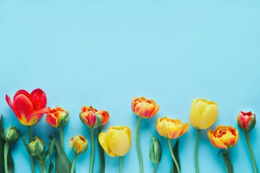 Açık mavi arka planda renkli lalelerin sınırı. Tebrik kartı. Boşluğu kopyala, üst görünüm