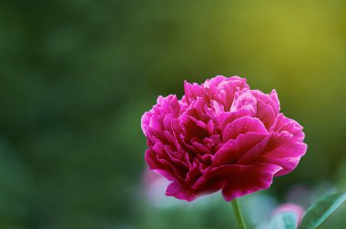 Pembe bir şakayık çiçeği yumuşak, bulanık yeşil bir arka planda göze çarpar. Boşluğu kopyala