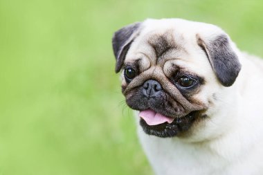 Yeşil bir tarlada, pembe dili çıkmış beyaz bir köpek portresi. Köpeğin büyük, koyu renk gözleri ve buruşuk bir yüzü var. Arka plan bulanık ve bulanık. Boşluğu kopyala