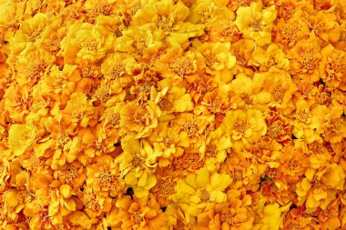 Sarı kadife çiçeği arka planı. Anneler günü, sevgililer günü, doğum günü kutlaması konsepti. Üst görünüm