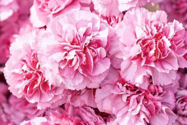 Kırmızı karanfil çiçeği arka planı. Anneler günü, sevgililer günü, doğum günü kutlaması konsepti. Üst görünüm