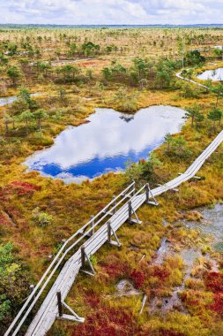 Raised bog, view from the observation tower. Kemeri National park in Latvia. Nature background clipart