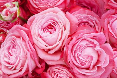 Bir buket pembe gül, yakın plan çiçekleri.