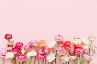 Pembe arka planda bir demet pembe ve beyaz ranunculus çiçeği. Anneler Günü, Sevgililer Günü, doğum günü konsepti