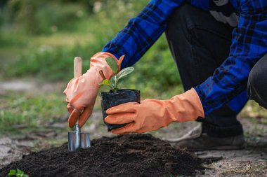 Hands holding small plants planted on the ground on World Sustainable Environment Day planting trees ecology gardening to protect and reduce global warming
