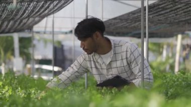 Happy smiling asian young farmer holding tablet looking at organic lettuce start business healthy career prospects Hydroponics garden. Agriculture. Modern hydroponics farm in his own house.