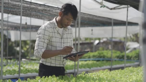 笑容满面的亚洲年轻农民拿着石碑看着有机生菜开始创业健康的职业前景水栽园 他自己家里的现代水栽农场 — 图库视频影像