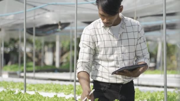Feliz Sorrindo Asiático Jovem Agricultor Segurando Tablet Olhando Para Alface — Vídeo de Stock