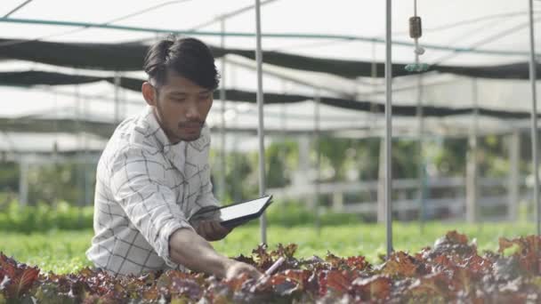 Happy Smiling Asian Young Farmer Holding Tablet Looking Organic Lettuce — Vídeos de Stock