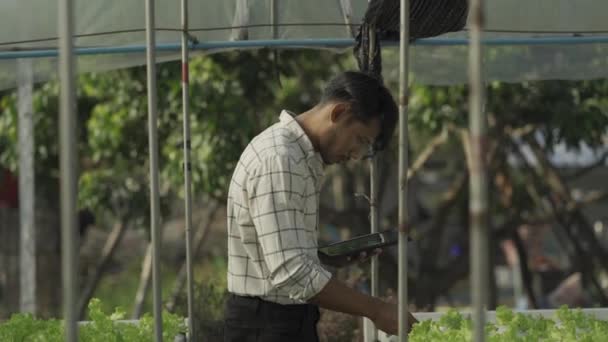 Feliz Sonriente Asiático Joven Agricultor Sosteniendo Tableta Mirando Lechuga Orgánica — Vídeo de stock