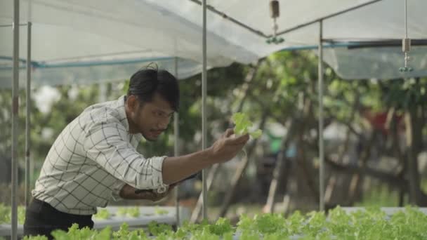 Happy Smiling Asian Young Farmer Holding Tablet Looking Organic Lettuce — Vídeo de Stock
