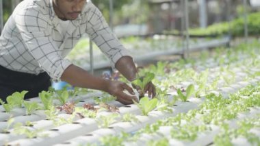 Happy smiling asian young farmer holding tablet looking at organic lettuce start business healthy career prospects Hydroponics garden. Agriculture. Modern hydroponics farm in his own house.
