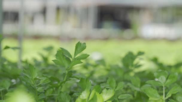 Huerto Apio Verde Granja Hidropónica Para Alimentos Limpios Saludables — Vídeo de stock