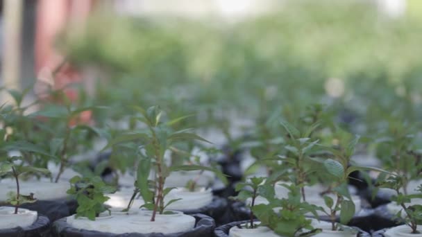 Πράσινο Σέλινο Λαχανόκηπος Στην Υδροπονική Φυτική Φάρμα Για Καθαρή Και — Αρχείο Βίντεο