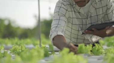 Hidrofonik sebze konsepti, hidrofonik sistemin suyunu kontrol etmek için Asya 'lı adam elinde tablet, hidrofonik sebzelerin kalitesini kontrol eden çiftçi, sağlıklı yiyecek toplayan, hidroponik üreten