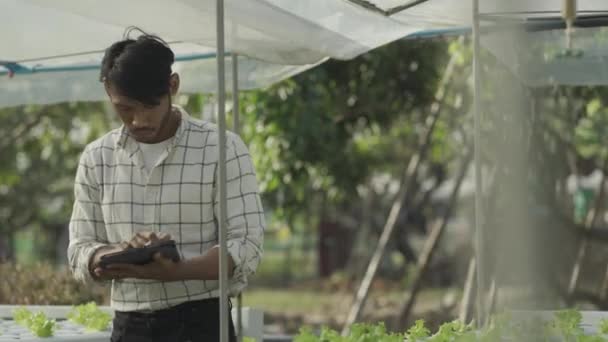 水栽蔬菜的概念 亚洲人拿着石碑检查水栽系统的水 农民检查水栽蔬菜的质量 收集健康食品 水栽产品 — 图库视频影像