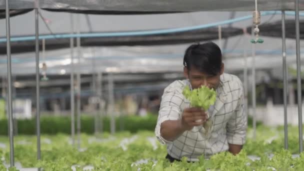 Koncept Hydroponické Zeleniny Asijský Muž Drží Tablet Pro Kontrolu Vody — Stock video