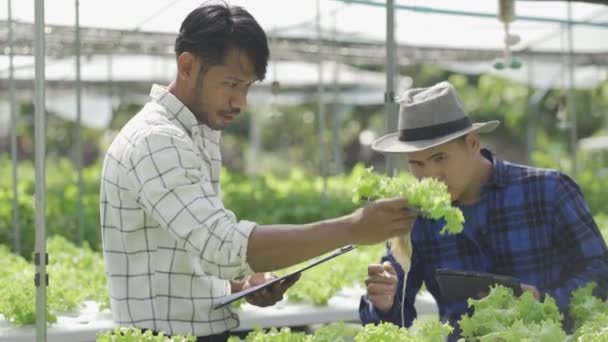 水栽蔬菜的概念 亚洲人拿着石碑检查水栽系统的水 农民检查水栽蔬菜的质量 收集健康食品 水栽产品 — 图库视频影像