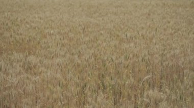 Güzel sarı arpa tarlaları hasat edilmek üzere 4k 30 peni.