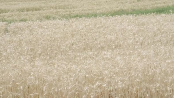 Indah Kuning Emas Barley Bidang Akan Dipanen 30P — Stok Video
