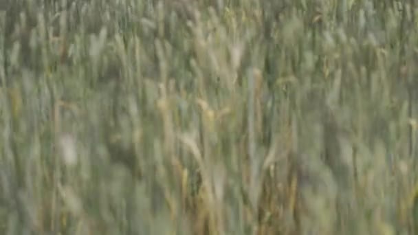 Indah Kuning Emas Barley Bidang Akan Dipanen 30P — Stok Video