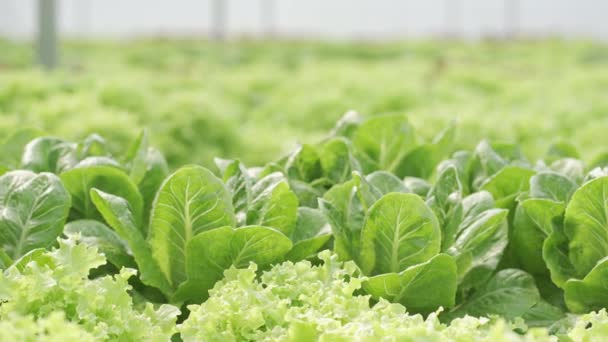 Macro Shot Van Biologische Boerderij Verse Groenten Groene Salade Biologische — Stockvideo
