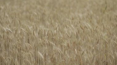 Güzel sarı arpa tarlaları hasat edilmek üzere 4k 30 peni.