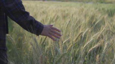 Genç çiftçi, arpa tarlası ve tarım ürünlerini araştırmak için tablet ve dizüstü bilgisayar kullanıyor..