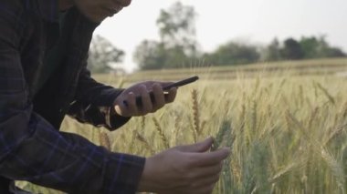 Genç çiftçi, arpa tarlası ve tarım ürünlerini araştırmak için tablet ve dizüstü bilgisayar kullanıyor..