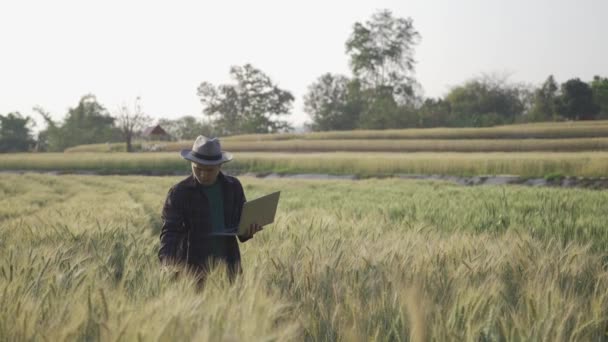 Joven Agricultor Masculino Usando Tableta Portátil Para Analizar Campo Cebada — Vídeos de Stock